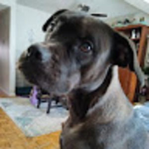 Meet your Posher, Dan